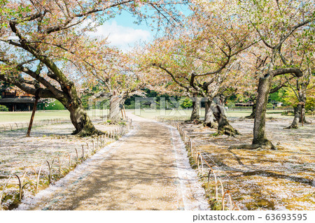 Cherry blossoms road at Korakuen garden in Okayama, Japan Cherry blossoms road at Korakuen garden in Okayama, Japan 63693595
