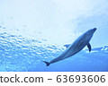 海豚游泳的海 63693606