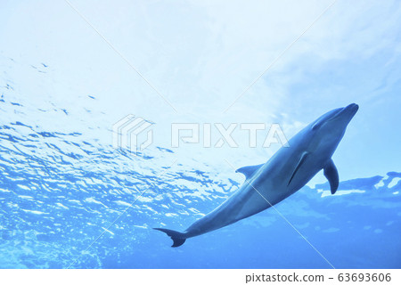 海豚游泳的海 海豚游泳的海 63693606