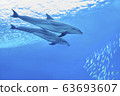 兩隻海豚一起游泳的海 63693607