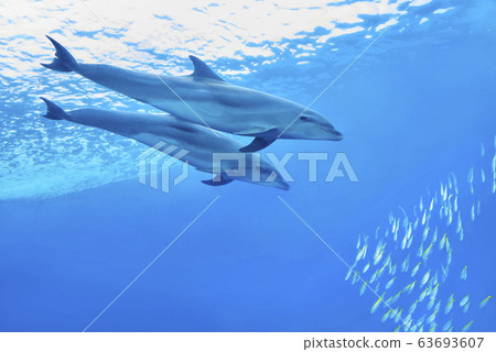 兩隻海豚一起游泳的海 63693607