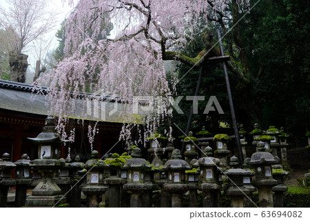 Weeping cherry tree of Kasuga Taisha Shrine (Nara City, Nara Prefecture) Weeping cherry tree of Kasuga Taisha Shrine (Nara City, Nara Prefecture) 63694082