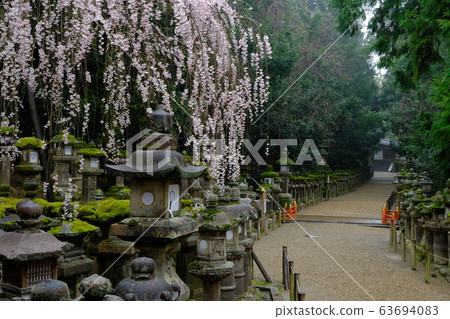 Weeping cherry tree of Kasuga Taisha Shrine (Nara City, Nara Prefecture) 63694083