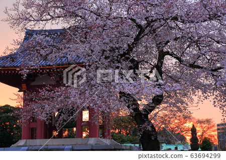 Cherry blossoms at Ikegami Honmonji 63694299