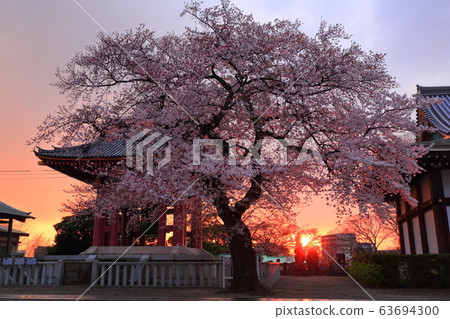 池上本門寺的櫻花 63694300