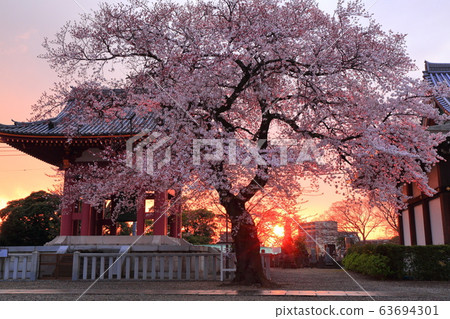 池上本門寺的櫻花 63694301