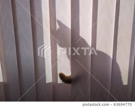 cat tail behind the curtain. hiding cat white background 63694770