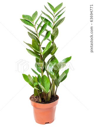Zamioculcas zamiifolia flower in pot on white 63694771