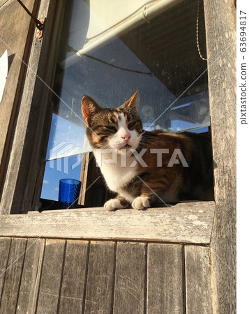 來自馬耳他的流浪貓從售票處出來 63694817