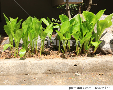 花園，花園，春天，新芽 63695162