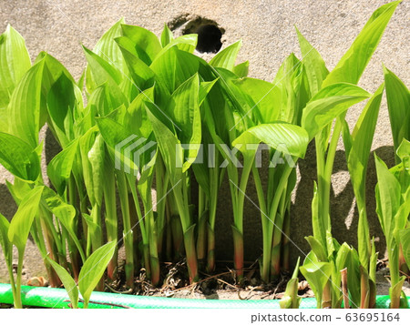 Garden, garden, spring, sprout Garden, garden, spring, sprout 63695164