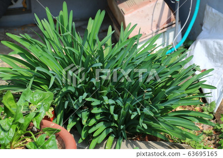 Garden, garden, spring, sprout 63695165