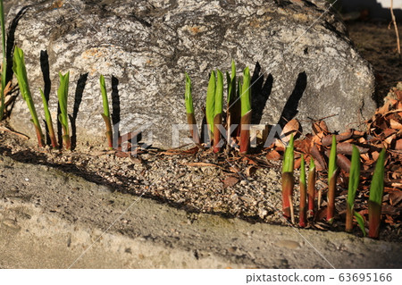 Garden, garden, spring, sprout Garden, garden, spring, sprout 63695166