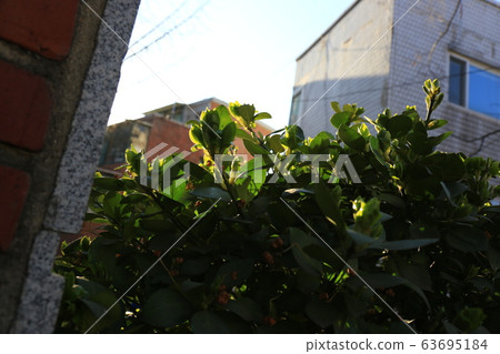 花園，花園，春天，新芽 63695184