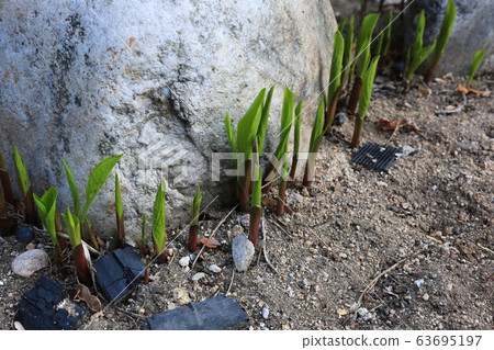 Garden, garden, spring, sprout Garden, garden, spring, sprout 63695197