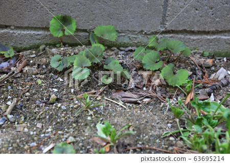 花園，花園，春天，新芽 63695214