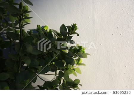 Garden, garden, spring, sprout Garden, garden, spring, sprout 63695223