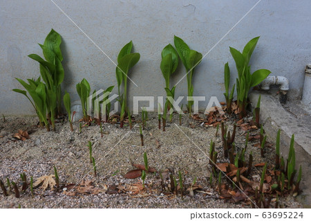 Garden, garden, spring, sprout 63695224
