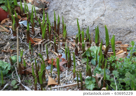 Garden, garden, spring, sprout Garden, garden, spring, sprout 63695229