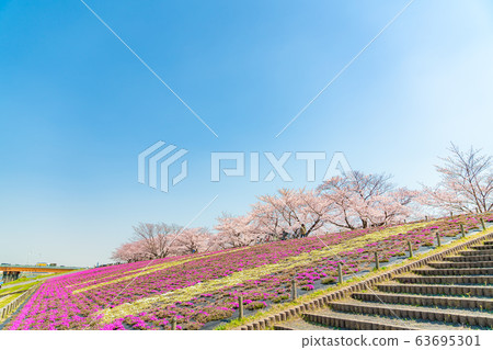 Cherry blossoms at Akabane Sakuratsutsugi in Kita-ku, Tokyo, Japan 63695301