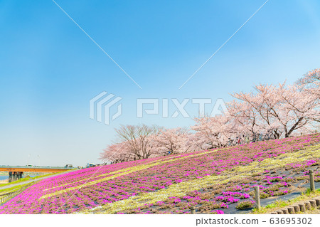 Cherry blossoms at Akabane Sakuratsutsugi in Kita-ku, Tokyo, Japan 63695302