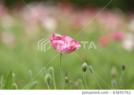 Hinagi的花 63695762