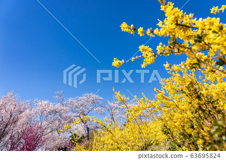 福島縣花見山公園連翹櫻花櫻花 福島縣花見山公園連翹櫻花櫻花 63695824