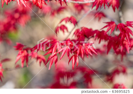 Fukushima Prefecture Hanamiyama Park Descara Spring maple Fukushima Prefecture Hanamiyama Park Descara Spring maple 63695825