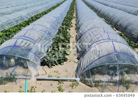 Melon cultivation Shonai sand dune Melon cultivation Shonai sand dune 63695849