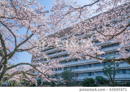 東京八王子市政府本館和櫻花 東京八王子市政府本館和櫻花 63695971
