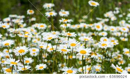 Summer white daisy flowers meadow 63696024