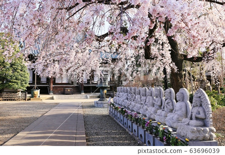 死棕色櫻桃樹 死棕色櫻桃樹 63696039