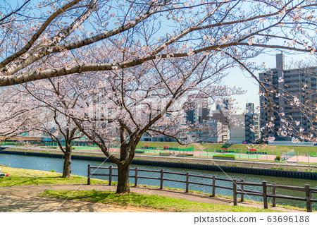 Cherry blossoms at Akabane Sakuratsutsugi in Kita-ku, Tokyo, Japan 63696188