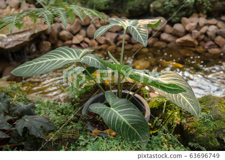 Madison Square Garden, Thailand, Beauty, Beauty In 63696749