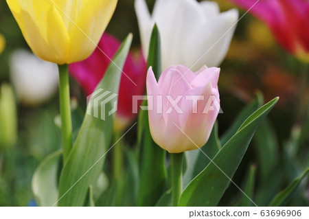 Tulip 63696906