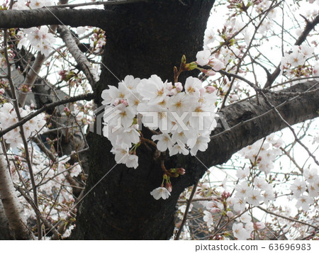 櫻花 櫻花 63696983