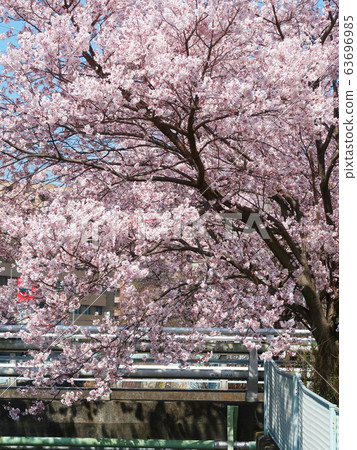 Shinyurigaoka / Sakura landscape 63696985