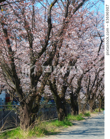 Shinyurigaoka / Sakura landscape 63696987