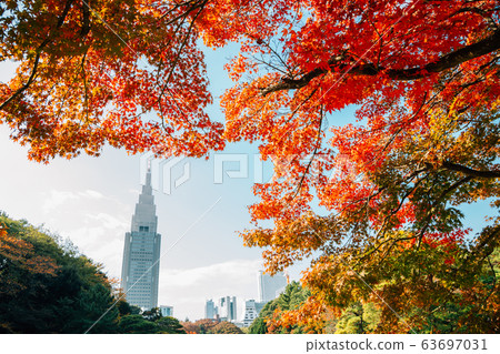 Shinjuku Gyoen park at autumn in Tokyo, Japan 63697031