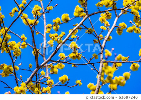 Flower and blue sky of Dankubai [Nagano Prefecture] 63697240