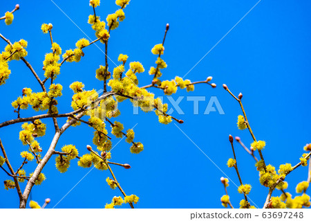Flower and blue sky of Dankubai [Nagano Prefecture] 63697248