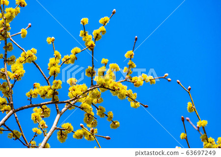 Flower and blue sky of Dankubai [Nagano Prefecture] 63697249