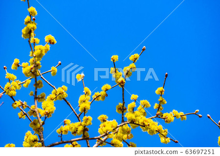 Flower and blue sky of Dankubai [Nagano Prefecture] 63697251