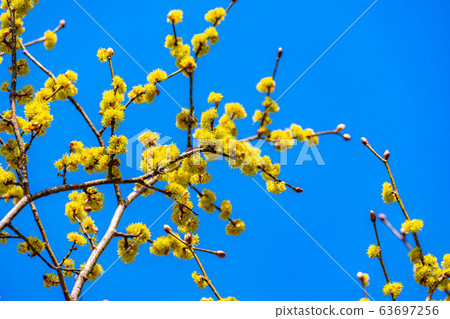 Flower and blue sky of Dankubai [Nagano Prefecture] 63697256