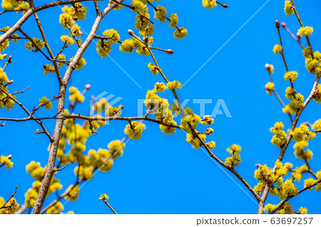 Flower and blue sky of Dankubai [Nagano Prefecture] 63697257
