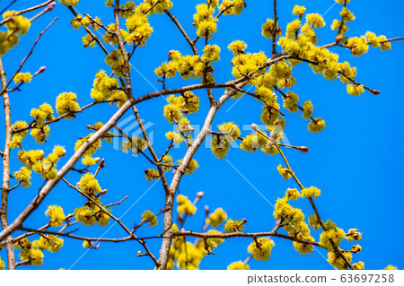 Flower and blue sky of Dankubai [Nagano Prefecture] 63697258