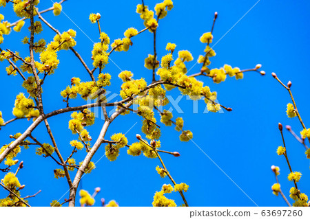 Dankubai [長野縣]的花和藍天 63697260