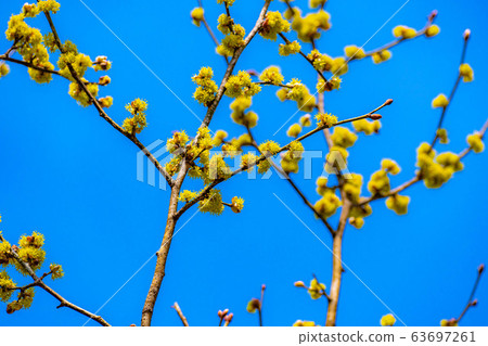 Dankubai [長野縣]的花和藍天 63697261