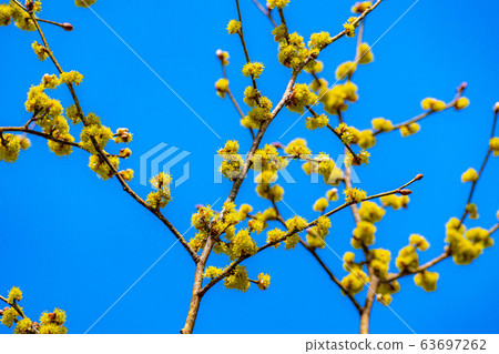 Dankubai [長野縣]的花和藍天 63697262