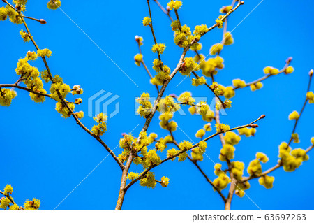 Flower and blue sky of Dankubai [Nagano Prefecture] 63697263